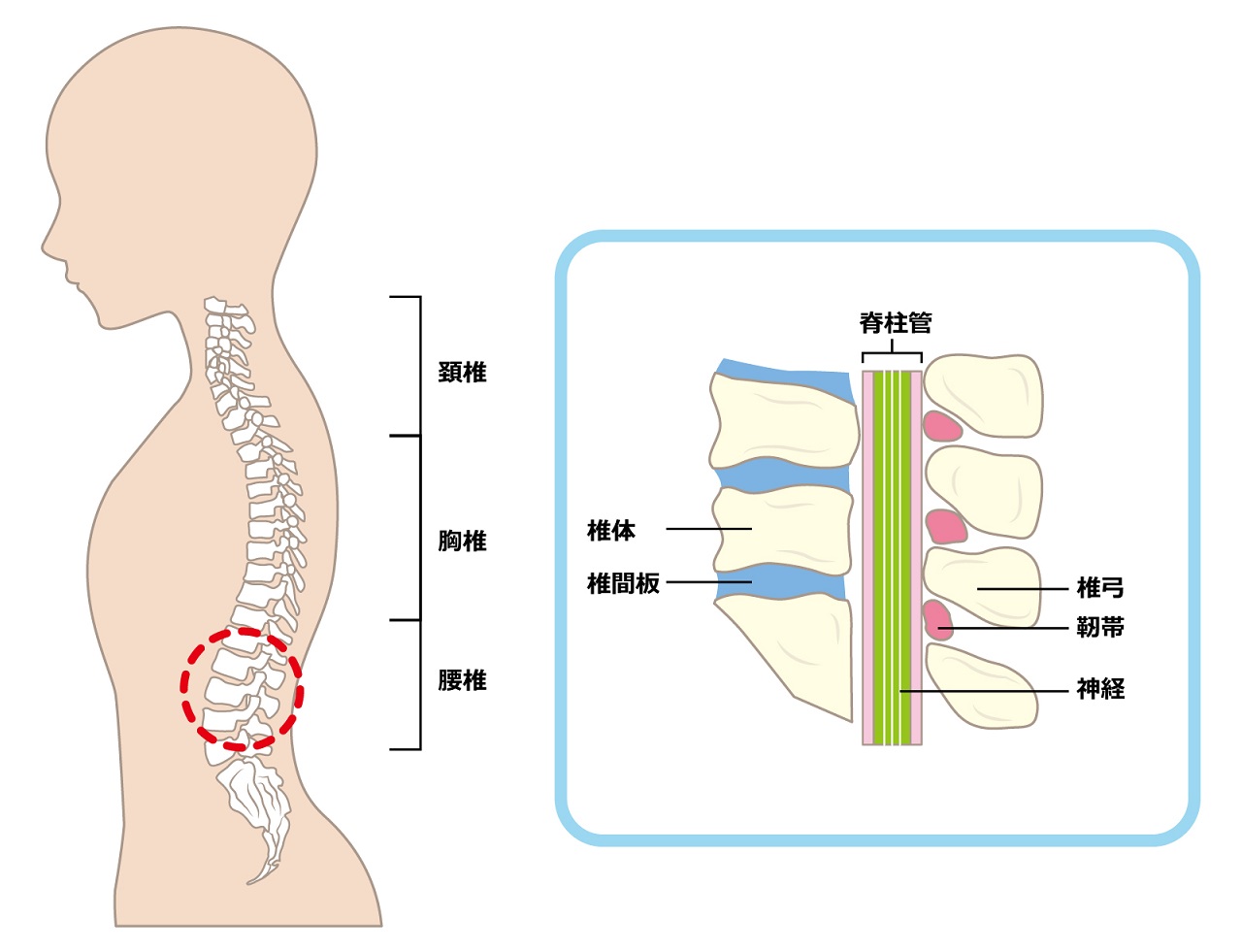 脊柱管のイメージ